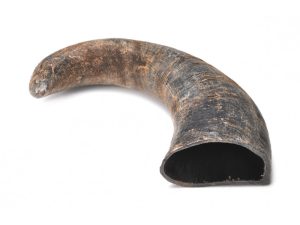 Cuerno de bufalo L 22cm aprox