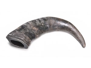 Cuerno de bufalo M 15cm aprox